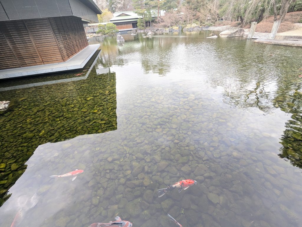 京都迎賓館の池泉庭園の澄んだ池を優雅に泳ぐ、色鮮やかな錦鯉